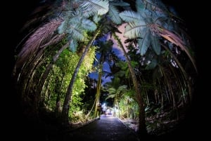 Cairns: Night Walk in Cairns Botanic Gardens