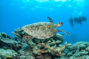Cairns: Zewnętrzna Wielka Rafa Koralowa: całodniowa wycieczka z lunchem