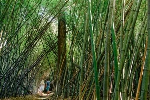 Cairns: Paronella, Lake Barrine & Millaa Millaa Watervallen Tour