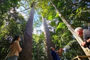 Cairns: Paronella, Lake Barrine & Millaa Millaa Falls Tour