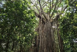 Cairns: Paronella, Lake Barrine & Millaa Millaa Falls Tour