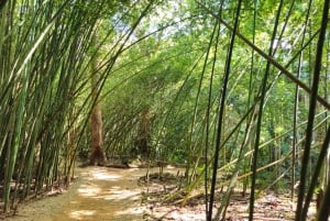 Cairns: Paronella, Lake Barrine & Millaa Millaa Falls Tour