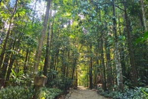 Cairns: Paronella, Lake Barrine & Millaa Millaa Falls Tour