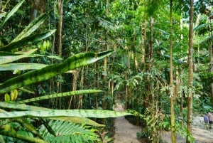 Cairns: Paronella, Lake Barrine & Millaa Millaa Falls Tour