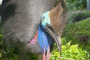 Cairns: Paronella Parkin sademetsä kokopäiväretki päivällisellä.