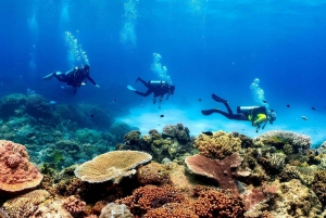 Cairns: Privat guidet dagstur med dykning
