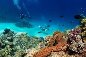 Cairns: Privat guidet dagstur med dykning