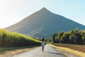 Cairns: Rainforest, Coastline and Landmarks Guided Tour