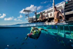 Cairns: Reef Zoom halvdags helikopter- og snorkletur