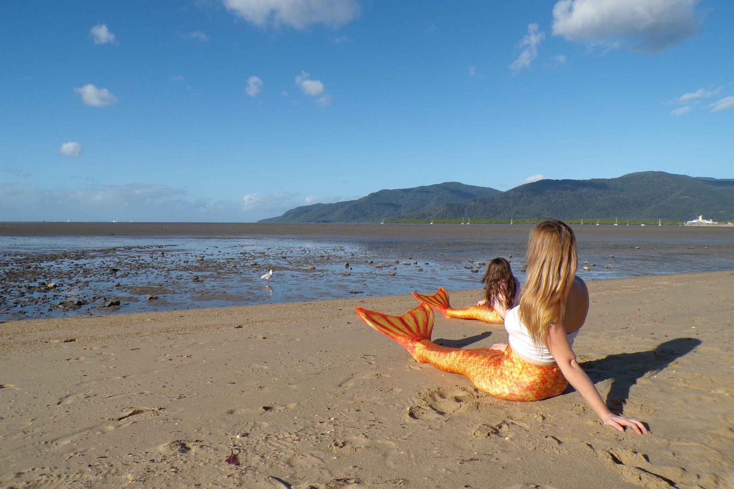 Cairns Selkies Cove Utklädnad Bilder