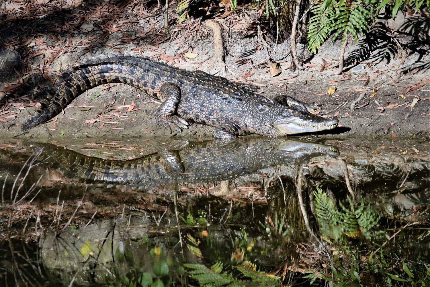 ケアンズ寄港地観光：クロコダイル＆ワイルドライフパークツアー