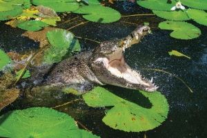 ケアンズ寄港地観光：クロコダイル＆ワイルドライフパークツアー