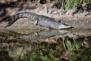 ケアンズ寄港地観光：クロコダイル＆ワイルドライフパークツアー