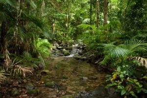 Cairns top 2 must do tours - rif en regenwoud