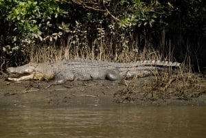 Cairns: Cape Tribulation, Daintree, Mossman and Port Douglas