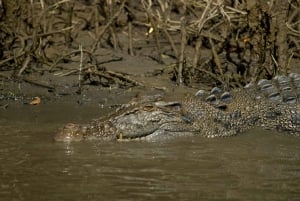 Cairns: Cape Tribulation, Daintree, Mossman and Port Douglas