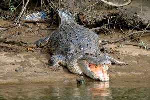 Daintree, Crocodile Cruise & Aboriginal Beach & Fish Tour