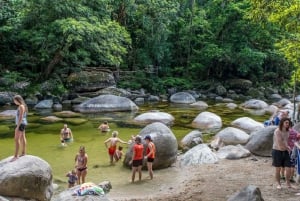 Daintree, Mossman Gorge & Cape Trib Tour with Cruise & Lunch