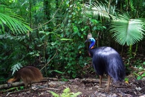 Cairns: Daintree and Mossman Gorge Tour with Cruise Option
