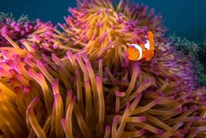 Île Fitzroy : visite d'une jounée en ferry et safari de plongée en apnée avec un guide