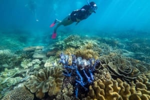 Z Cairns: 2 wyspy w 1 dzień — wyspy Fitzroy i Green