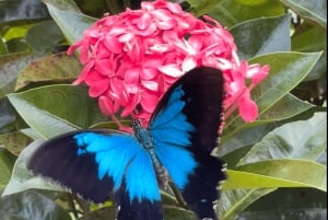 From Cairns: Atherton Tablelands and Paronella Park Day Trip