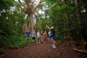 Desde Cairns Excursión de Ecoaventura y Natación en Atherton Tablelands