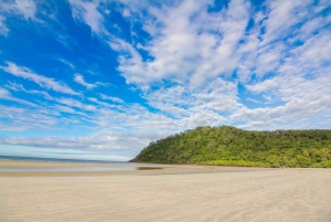 From Cairns: Daintree National Park Day Trip and Night Tour