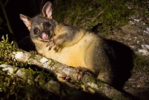 From Cairns: Daintree National Park Day Trip and Night Tour