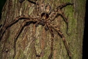 From Cairns: Daintree National Park Day Trip and Night Tour