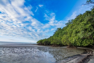 From Cairns: Daintree National Park Day Trip and Night Tour
