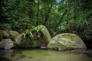From Cairns: Daintree National Park Private Tour