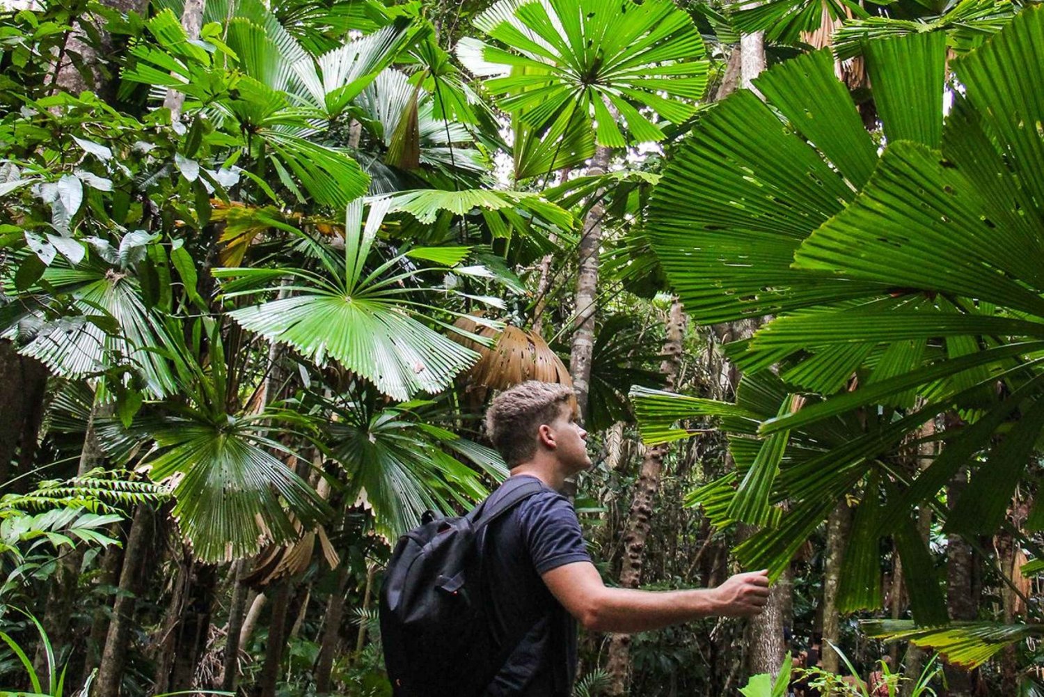 Cairnsista: Daintree Wilderness & Cape Tribulation -bussikierros