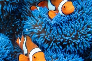 From Cairns: Frankland Islands Express-Day Tour