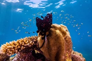 From Cairns: Frankland Islands Express-Day Tour