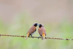 Cairnsista: Cairns: Kokopäiväretki lintujen tarkkailuun