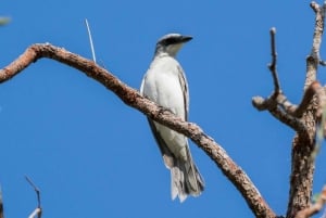 Au départ de Cairns : Excursion d'observation des oiseaux d'une journée entière