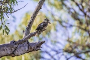 De Cairns: excursão de observação de pássaros de dia inteiro