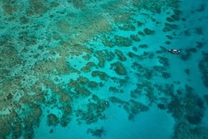 Da Cairns: tour di snorkeling di mezza giornata alla Grande Barriera Corallina