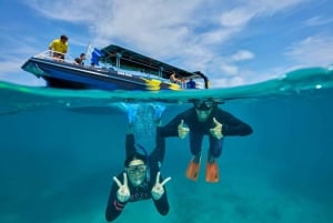 Da Cairns: tour di snorkeling di mezza giornata alla Grande Barriera Corallina