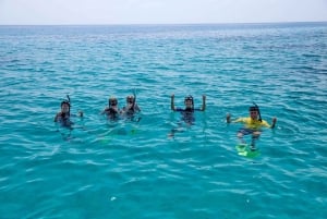Da Cairns: tour di snorkeling di mezza giornata alla Grande Barriera Corallina