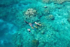 Au départ de Cairns : Excursion de plongée avec tuba ou de plongée sous-marine dans la Grande Barrière de Corail
