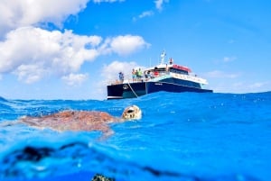 De Cairns: Viagem de mergulho com snorkel na Grande Barreira de Corais com almoço