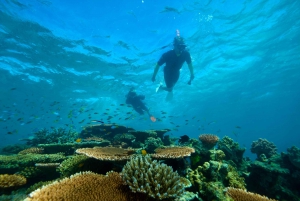 Fra Cairns: Great Barrier Reef halvdagstur med snorkling