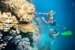 Z Cairns: Nurkowanie z rurką na Zielonej Wyspie i łódź ze szklanym dnem