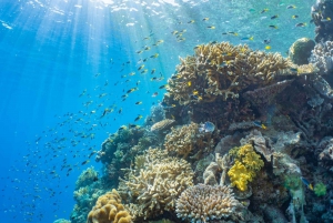 Fra Cairns: Moore Reef, Fitzroy Island Tour med helikopter