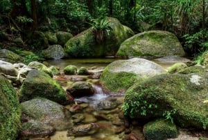 Z Cairns: Wycieczka do wąwozu Mossman i rejs po lesie deszczowym Daintree