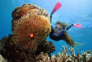 Cairns: Outer Barrier Reef heldagskryssning ex Port Douglas