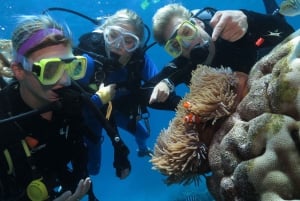 Cairns: Outer Barrier Reef heldagskryssning ex Port Douglas