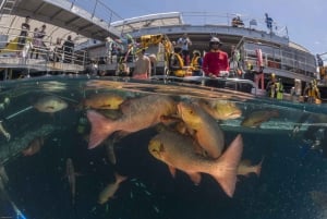 Cairns: Outer Barrier Reef heldagskryssning ex Port Douglas